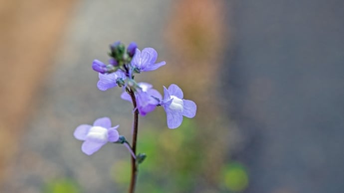 お家のお花。