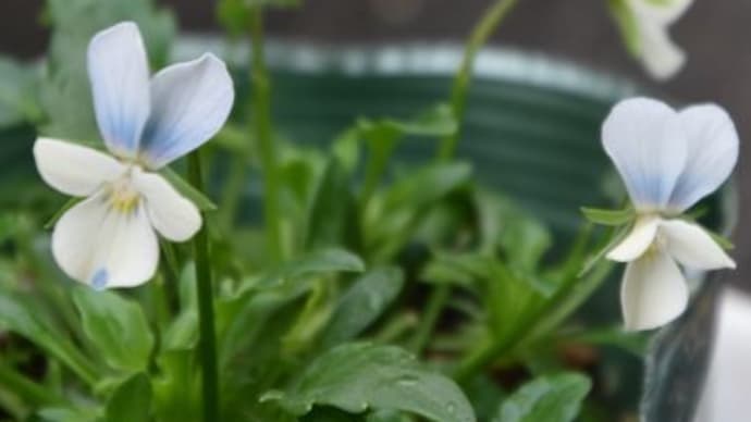 庭で咲く花たち 霧島の色々のビオラの花たち 3