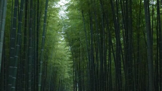 竹林へ、そして
