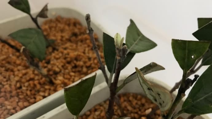 ーフェイジョア挿し木の新芽ー