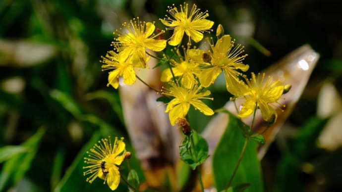 八方尾根に咲く花①(2018年撮影)