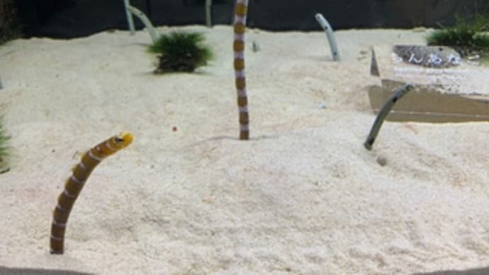 京都水族館5
