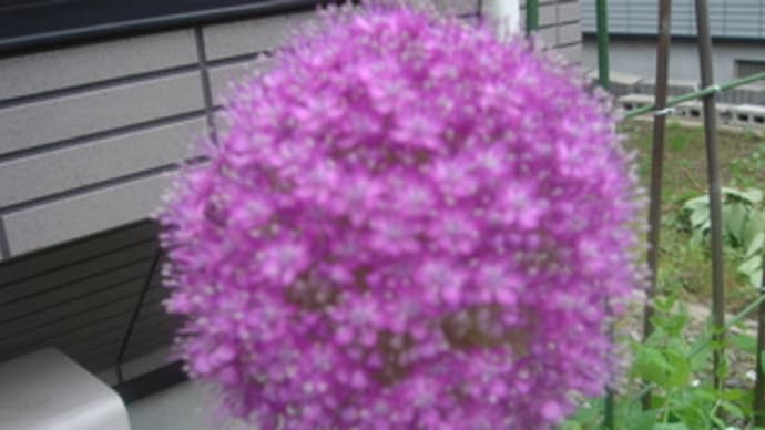 何の花か? アリーム だそう