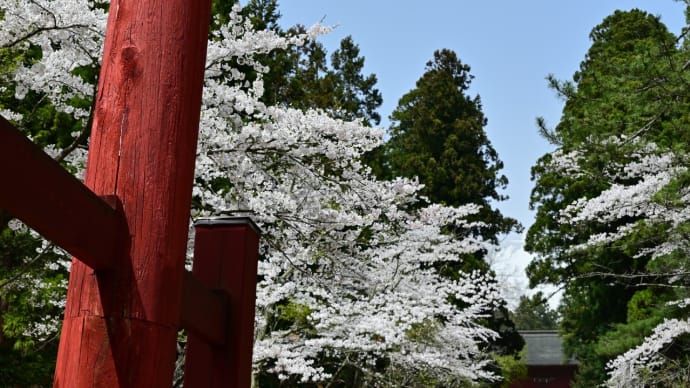 岩木山麓オオヤマザクラ