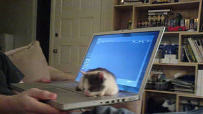 猫ちゃんは、パソコン好き