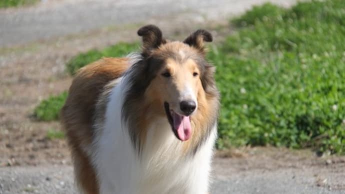 狂犬病ワクチン接種してきました