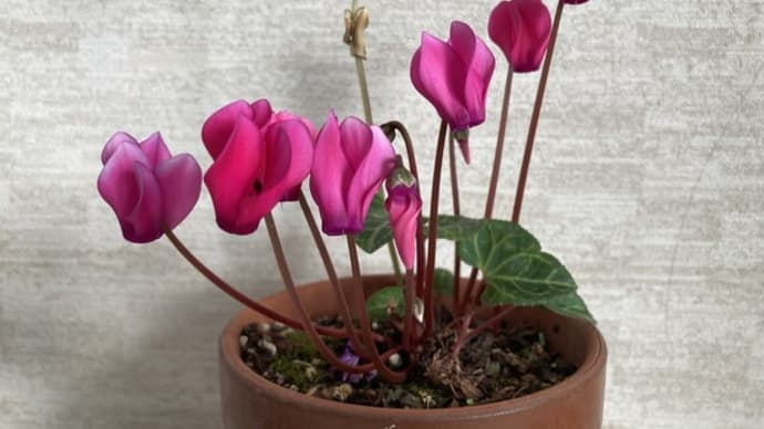 暖かい部屋の中で、花を楽しんでいます!