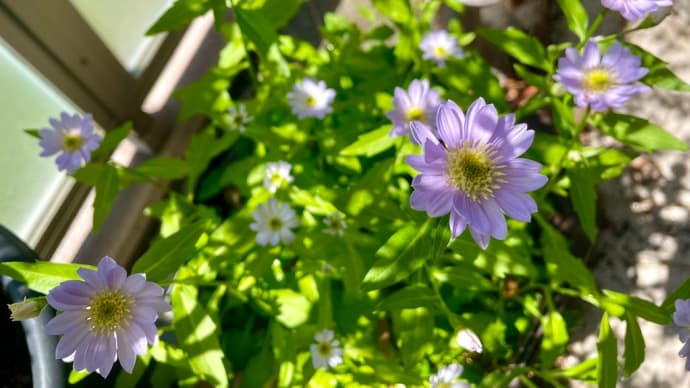 花咲く季節