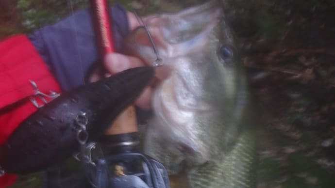 最近の釣果一気に公開!