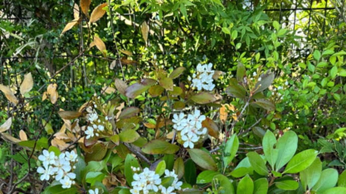 シャリンバイの花