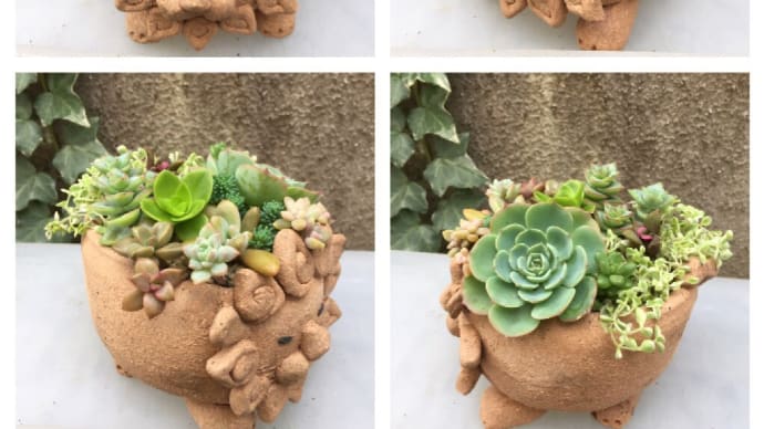 動物の鉢に多肉植物