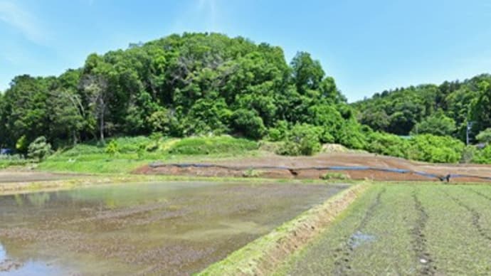 2025年5月11日 初夏の散歩日和