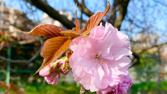 ラムネの木開花宣言?!?🌸 / おうちハンバーグ