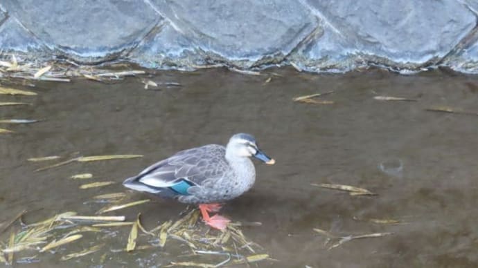 地味なカルガモの羽に、青色の部分が!