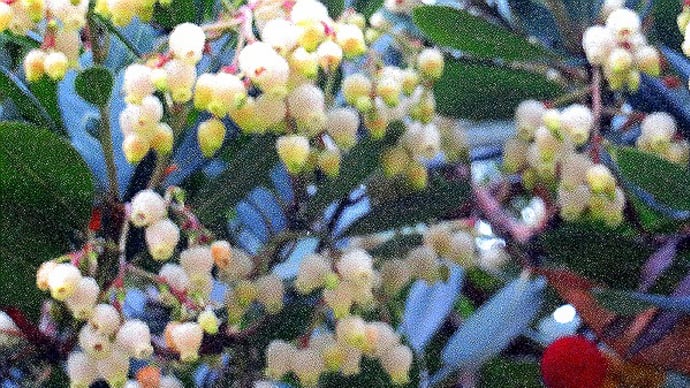 庭の花(11月)花と実が熟すイチゴノキ、フジバカマ、他。