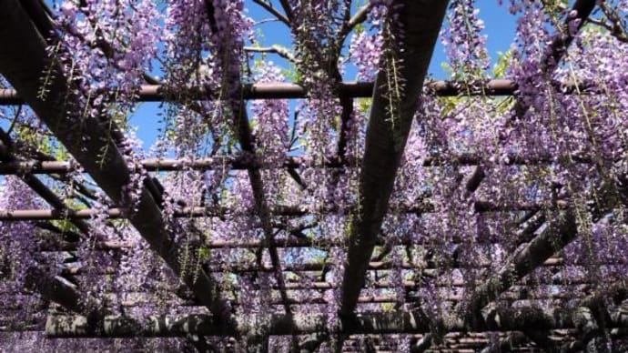 2024年 4月19日(金)の「西新井大師」(2)