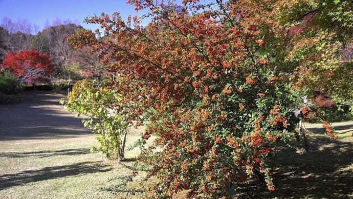 修善寺 虹の里のもみじ林 紅葉バッチリ