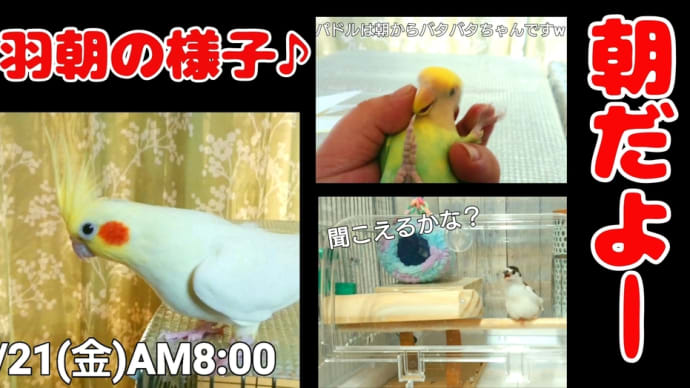 3羽朝の様子♪インコ達の朝♪