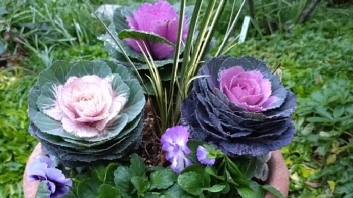 シャンデリアリリーと葉ボタンの寄せ植え
