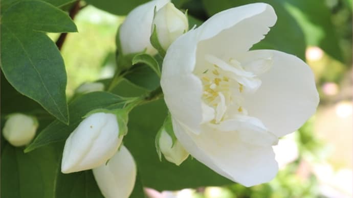 香りの梅花うつぎとクレマチスと薔薇の半日陰