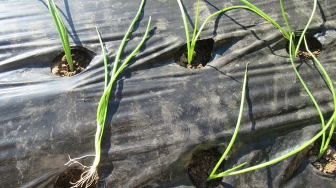今年のタマネギの植え付けは予定通り