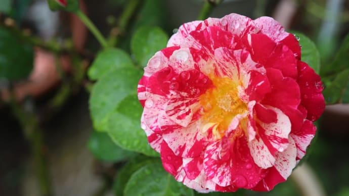 雨の中でも咲いた、小さめなバラの花