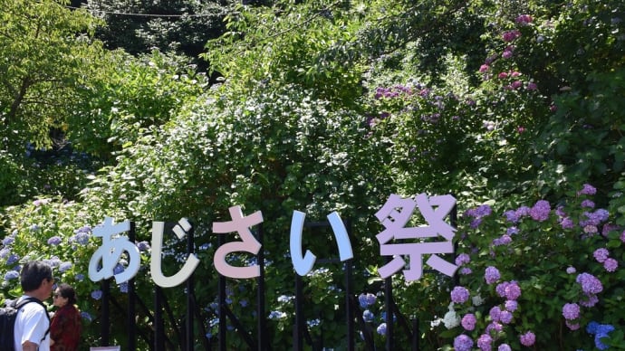 あじさい狩り 静岡県下田市下田公園 第53回伊豆下田温泉あじさい祭(1)現在5分咲き!ちょっと早かったか?