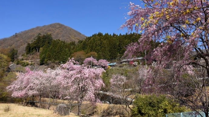 さくら写ん歩：峠を咲き上がる桜前線