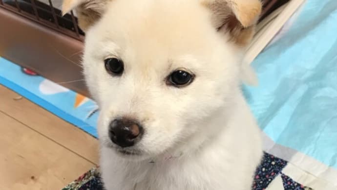 垂れ耳さん