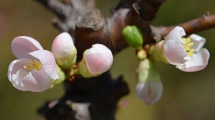 鉢植えのボケ（２）「祝桜」