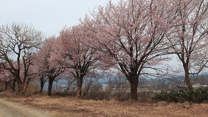 津南町 段丘桜 その3