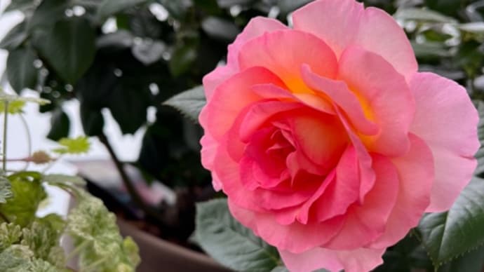やっと1番花が(((o(*゚▽゚*)o)))♡