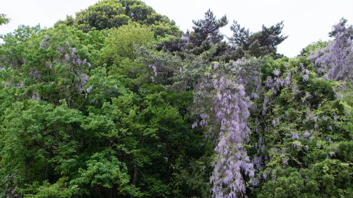 巨大な野生の藤の花(石神井公園三宝寺池)