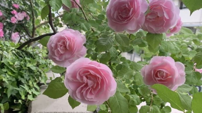 無事にお雛様を購入•バラ〈りんりん〉植え替え