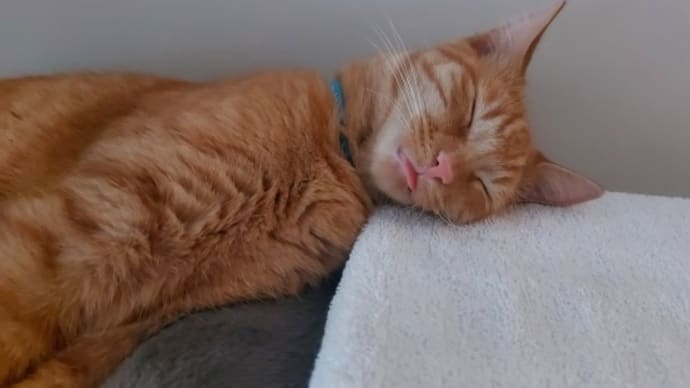 テスト採点日=休校=爆睡zzz