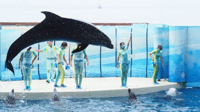 江ノ島水族館 イルカのショー