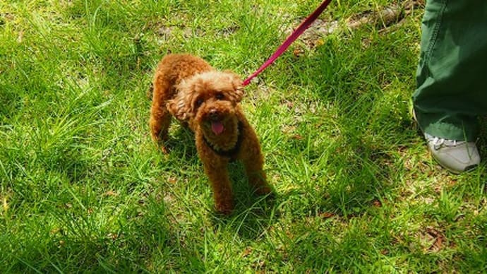 ヒトと関わり合いの中で犬を育てよう