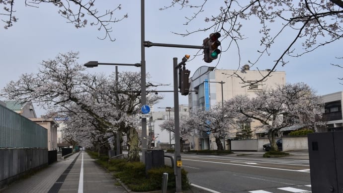 ソメイヨシノ狩り　福井県福井市　第39回ふくい桜まつり：さくら通り（1）ふくチャリ：バイク・シェア