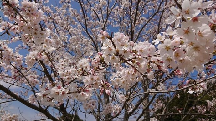 記念樹の桜が今満開