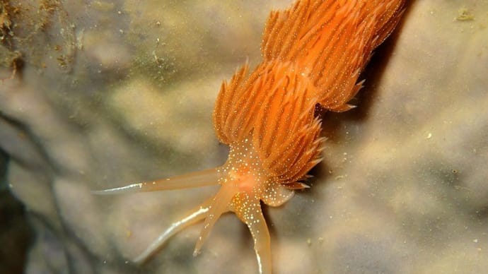 ✬✬九十九島の生き物たち✬✬