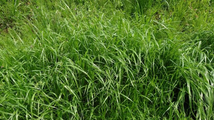 イネ科の野草