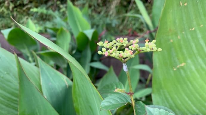 オサンポ walk - 植物plant: ヤブカラシ藪枯らし a Cayratia japonica
