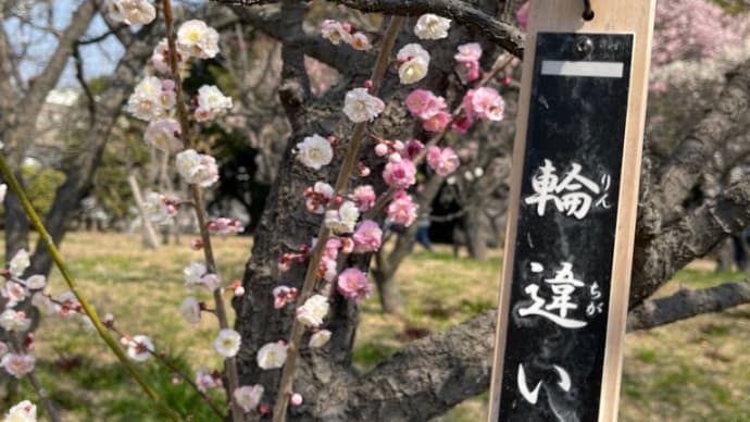 「輪違いの梅」が満開の荒山公園 散歩道🚶♂️🚶♂️