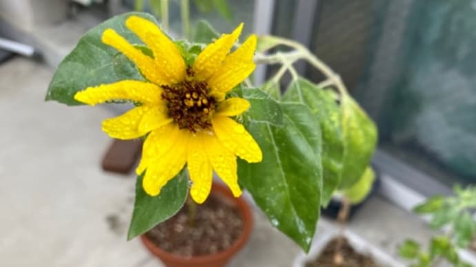 ベランダの♪ひまわりさん🌻3号と4号(pq・v・)+°