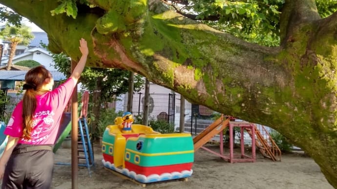 喜連幼稚園の大きな木