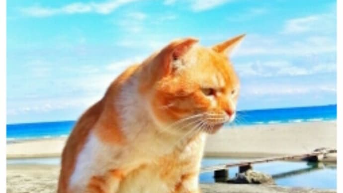 猫の熱中症予防と暑さ対策