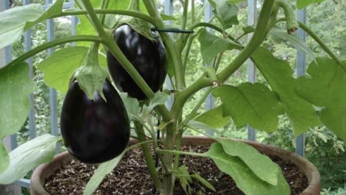 家庭の鉢でできる野菜類
