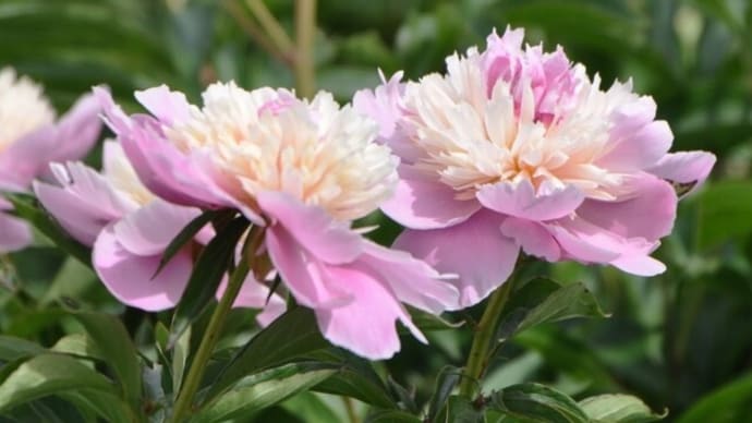 シャクヤク(芍薬)