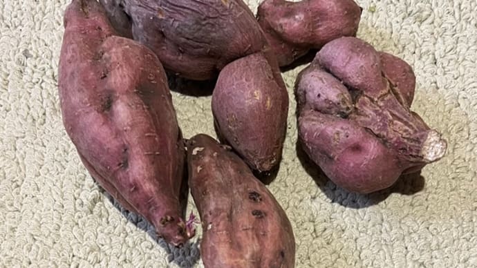 JA営農部のサポートを受ける・・・・さつま芋栽培