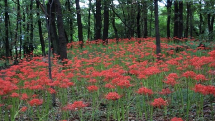 境町の御嶽山自然の森公園の彼岸花2024（その2）